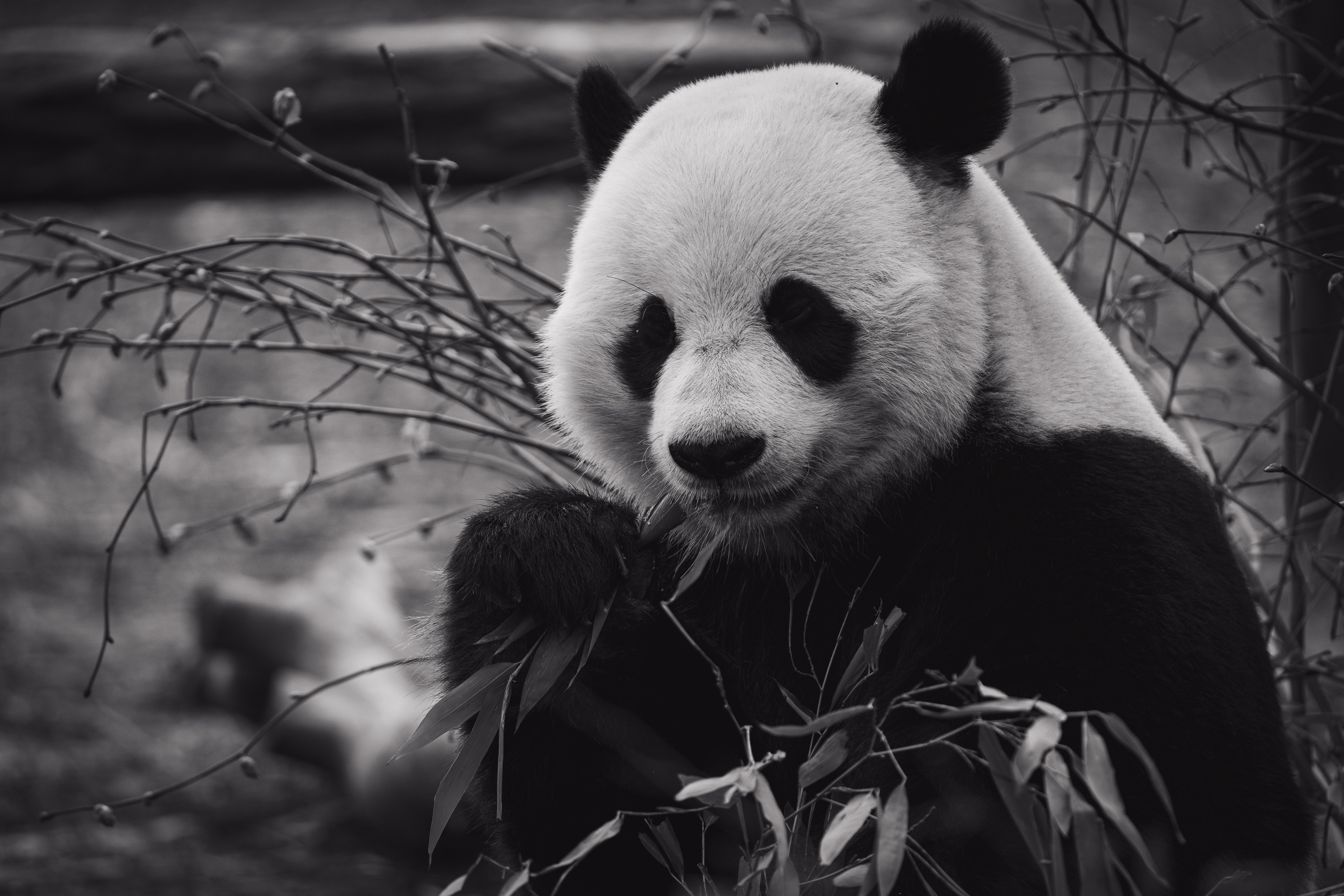 Verdensnaturfonden fejrer 50 aar i pandaens tegn